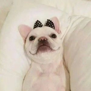 Meet your Posher, Frausto